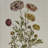 Madison Park Herbal Botany Green 4-Piece Framed Canvas Wall Art Set with Botanical Illustrations