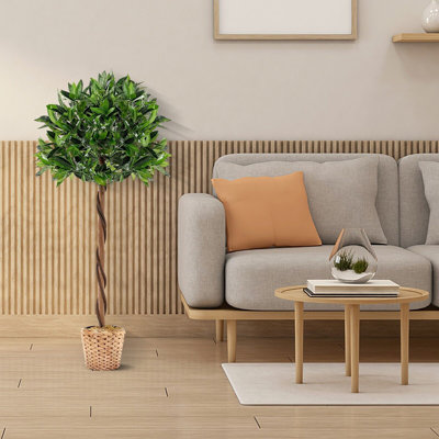 Aniceta 150cm Plant