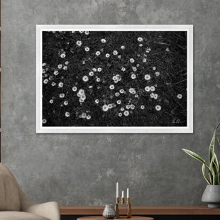 Champs de fleurs blanches