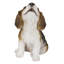 Chiot beagle
