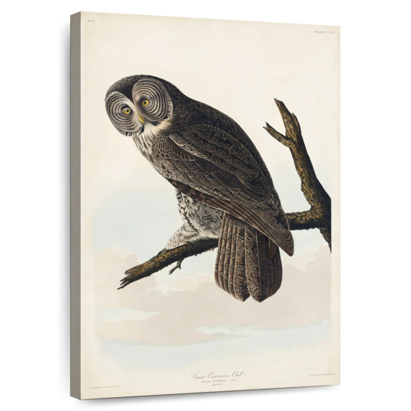 Brampt Great Cinereous Owl, 30" H x 20" W