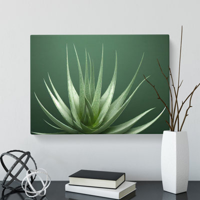 Stunning Aloe Vera Plant - Wrapped Canvas