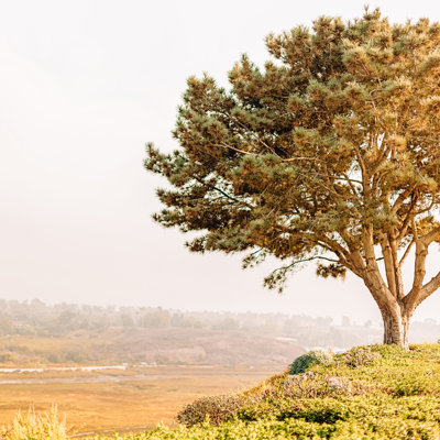 Arbre de vie, impression sur toile tendue