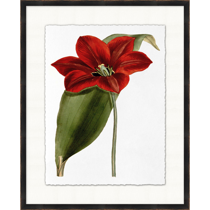 Fleur rouge 3 - Peinture sur papier encadrée