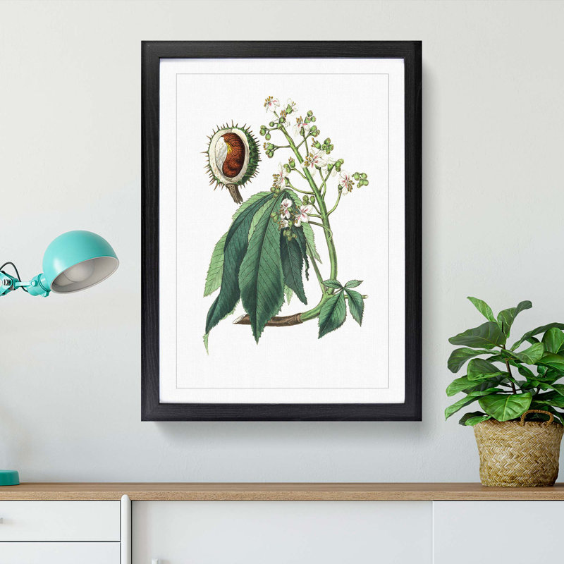 European Horse-chestnut Tree Illustration - Picture Frame Painting Print, 48cm H x 36cm W x 2cm D, Black Framed