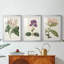 Antique Botanical Collection-522022678-522022666