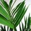 Faux Plant in Pot Liner-1100795640