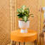 Calathea ''Network'' in Ceramic Planter