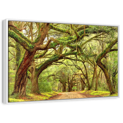 Charleston Oak Forest