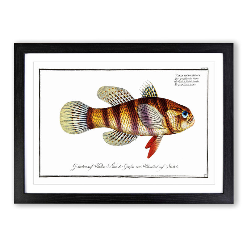 Great-Scaled Umber Fish by M.E. Bloch - Picture Frame Painting Print, Black Framed, 27cm H x 36cm W x 2cm D