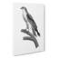 Black-Winged Kite Bird - Wrapped Canvas Painting-55371219