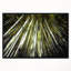 «Long Bamboos in Bamboo Forest», reproduction de photo sur toile tendue encadrée-26685701
