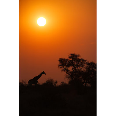 Giraffe Silhouetted at Sunset or Sunrise by Bucky_Za