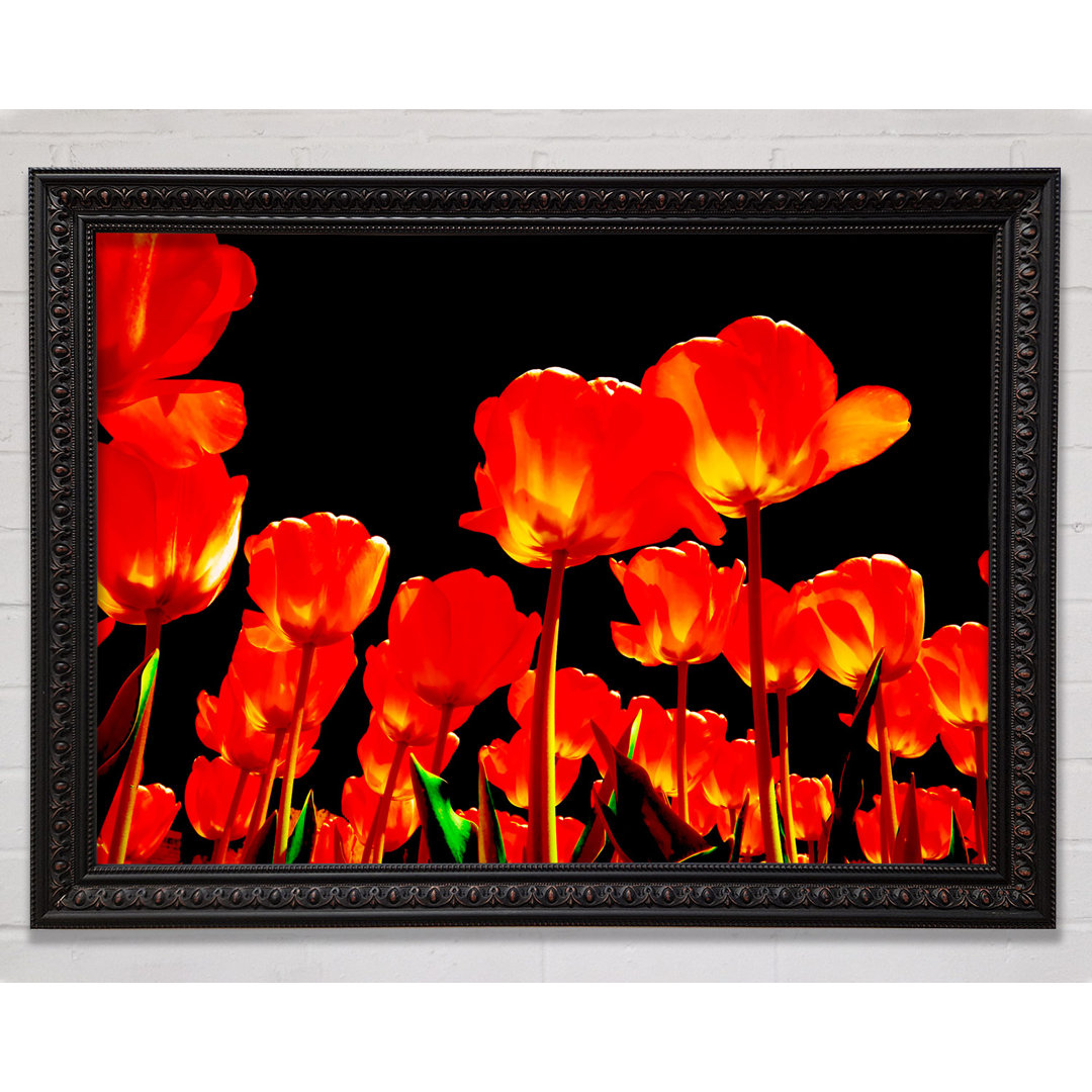 Orange Tulpen Silberhimmel Gerahmter Druck