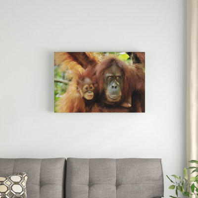 " Sumatran Orangutan Mother With Young "