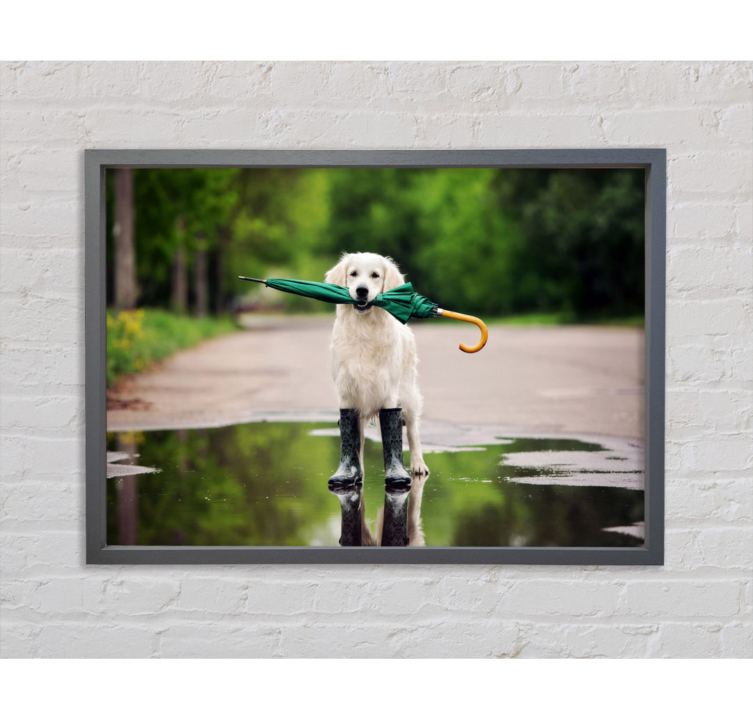 Gerahmtes Leinwandbild Dog Ready For A Walk In The Rain