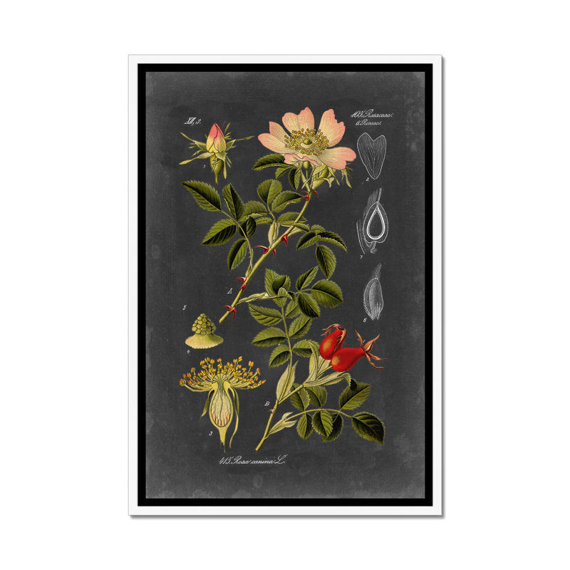 Midnight Botanical I by Vision Studio - Print, White Framed Paper Print, 95cm H x 65cm W