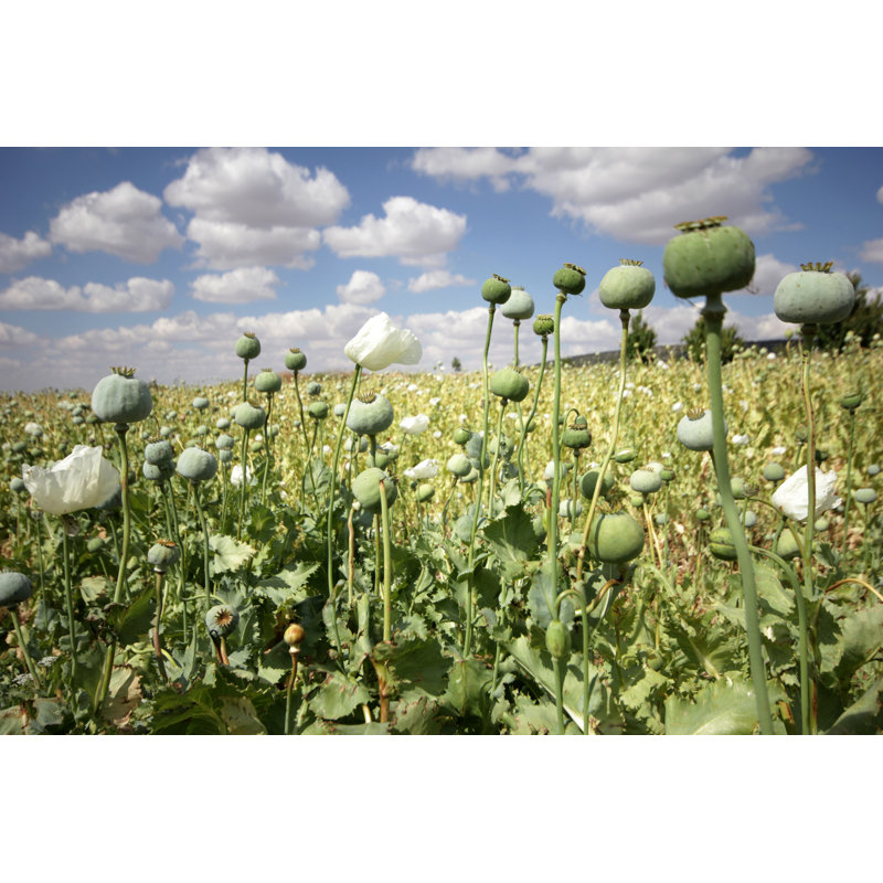 Opium Poppies by SafakOguz - Wrapped Canvas Print, 51cm H x 76cm W