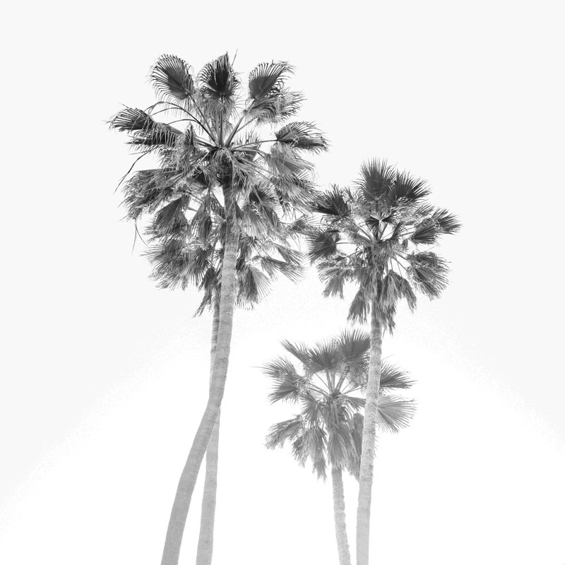 Palmes californiennes monochromes - photographie, H 12 po x l 12 po, Non, Toile tendue
