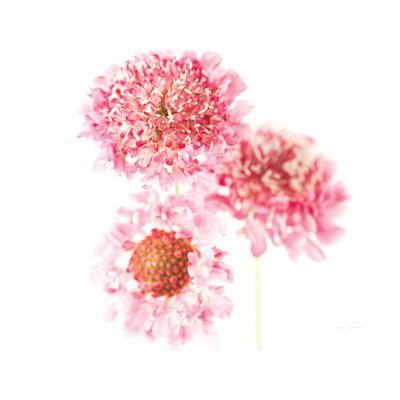 «Pink Scabiosa Trio» par Elise Catterall - impression sur toile tendue