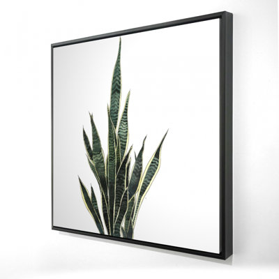 Snake plant - Toile encadrée 36 po x 36 po