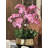 Roberi Orchid Arrangement in Planter-96223303