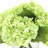 Faux Hydrangea Arrangement in Vase-384066849