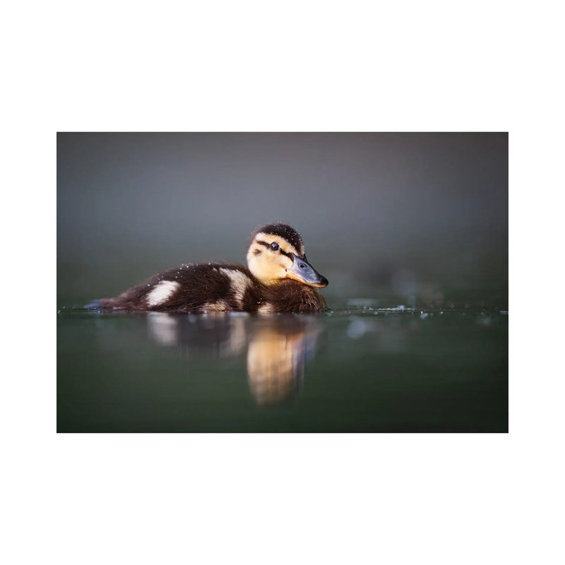 Duckling by Mateusz Piesiak - Wrapped Canvas Print, 20.32cm H x 30.48cm W x 1.905cm D