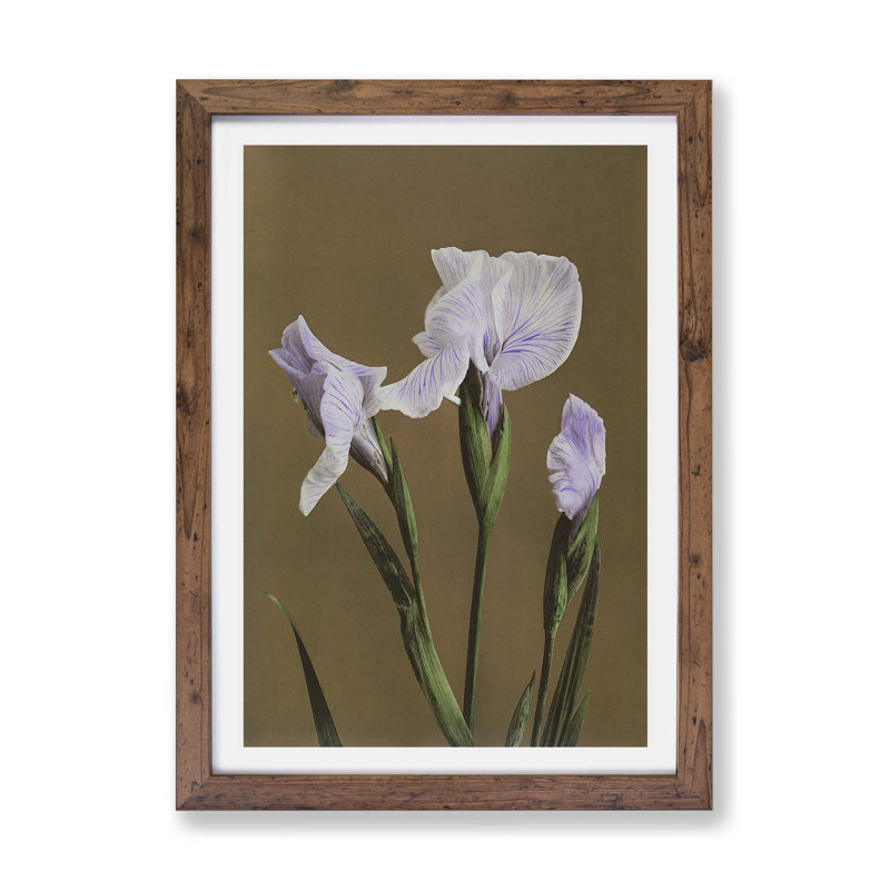 Purple Irises by Kazumasa Ogawa - Framed Print, 33cm H x 45cm W x 2cm D, Walnut