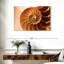 Coque Aletra Nautilus à l'intérieur-107680921