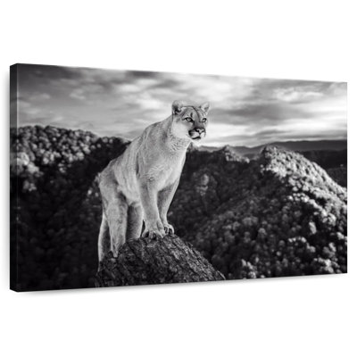 Cougar On Mountain Peak