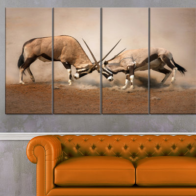 " Gemsbok Antelopes Fighting "