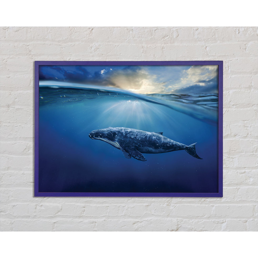 Gerahmtes Poster Ocean Whale