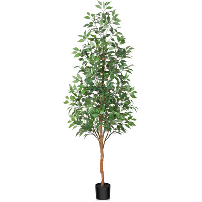 Adcock Ficus Tree in Pot