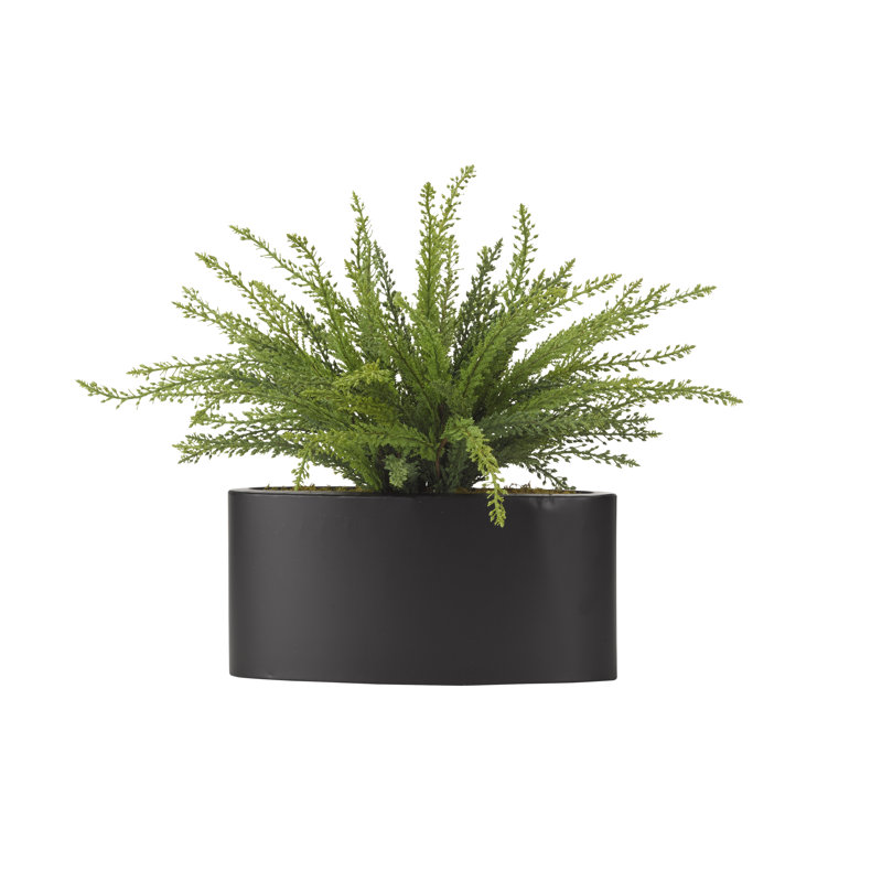 Heather de plantes en pot