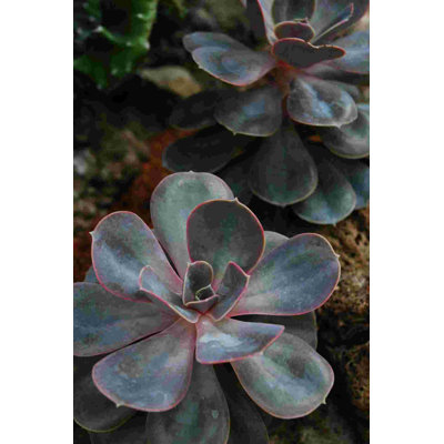 Photographie de plante mauve mauve 1