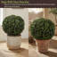 Ensemble de 2 buis artificiels Pure Garden
