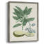 Impression encadrée Buchoz Tropicals IV - bois massif-976237827