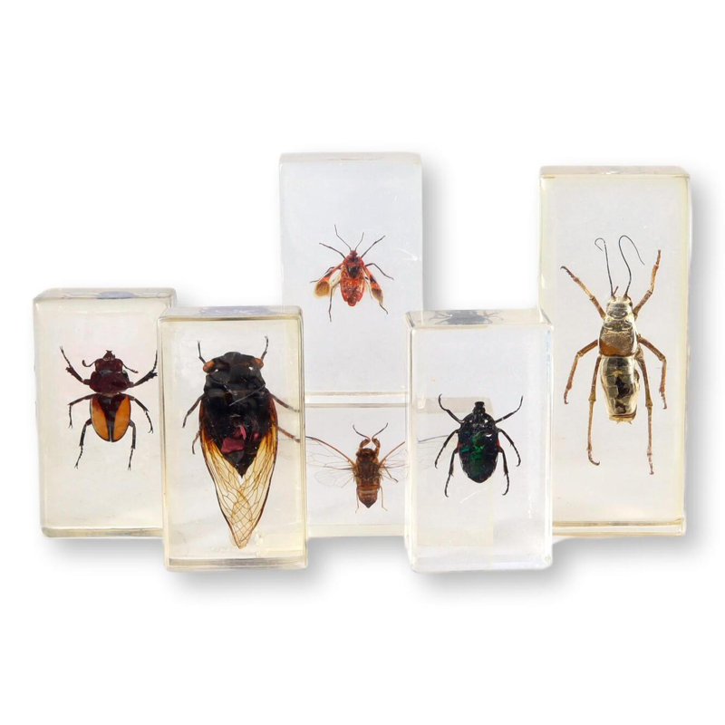 Entomologie, science occupée, échantillons