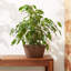 Pot à fleurs en plastique 1 pièce Myer-352126109