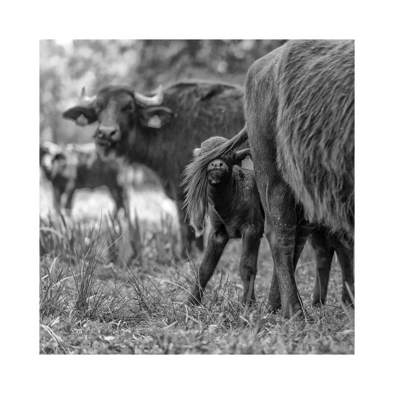 Hide And Seek by Gert Van Den Bosch - Wrapped Canvas Print, 66.04cm H x 66.04cm W x 3.81cm D