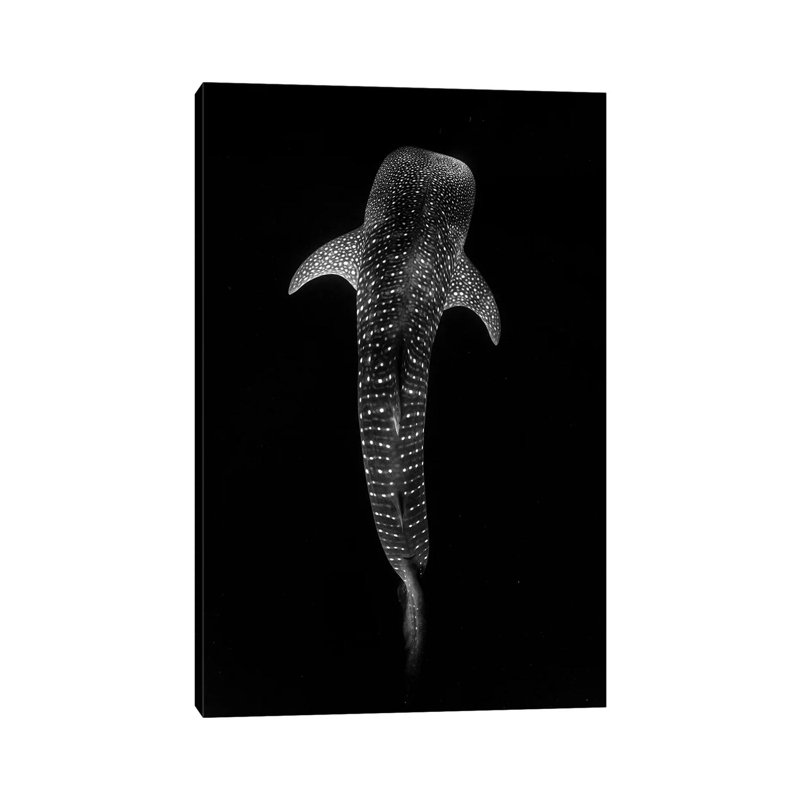 Whale Shark Vertical by Jordan Robins - Wrapped Canvas Print, 101.6 cm H x 66.04 cm W x 1.91 cm D