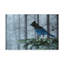 «Steller Jay In Fog» par Etelca, impression sur toile tendue-27651608