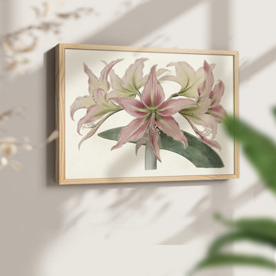 Amaryllis Varietals I - Impression encadrée - Restickable
