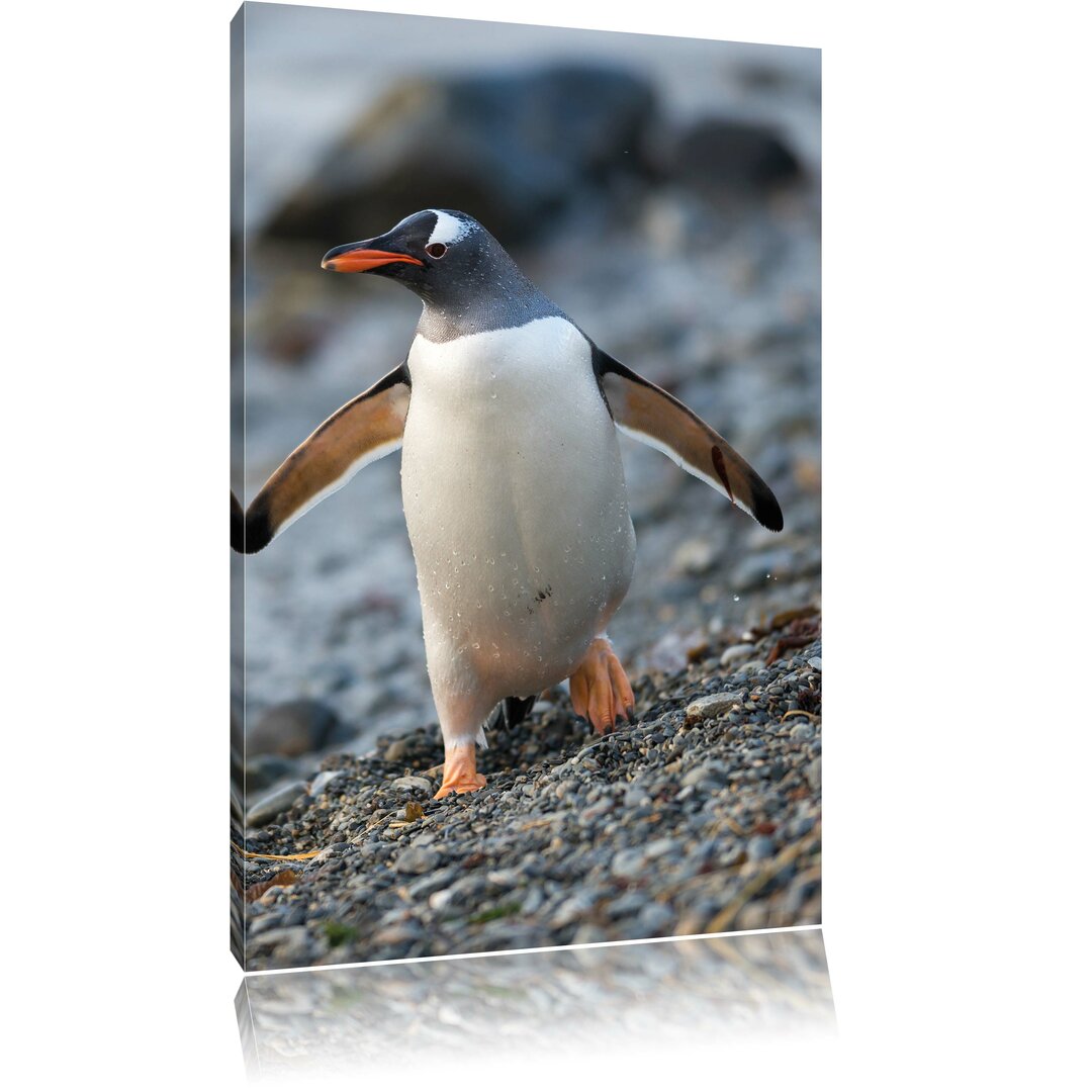 Leinwandbild Pinguine, Fotodruck