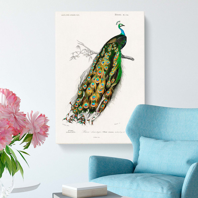 Indian Peacock by Charles D' Orbigny - Wrapped Canvas Painting, 91cm H x 60cm W x 3cm D