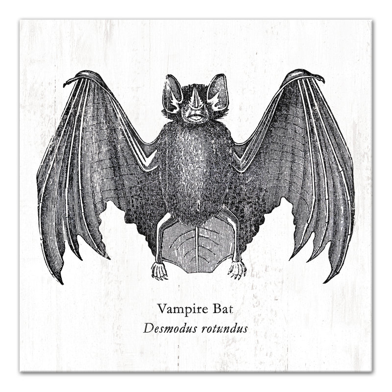 " Vampire Bat "