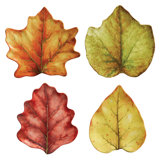 Forest Walk Leaf Plate Assorted 4 - Piece Set