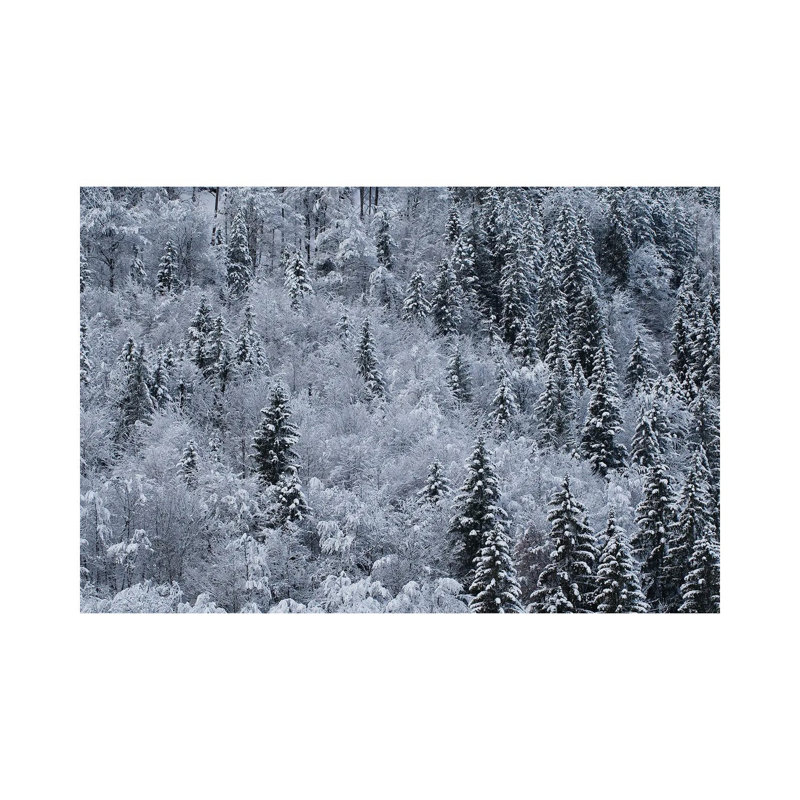 Winter by Mateusz Piesiak - Wrapped Canvas Print, 66.04 cm H x 45.72 cm W x 3.175 cm D
