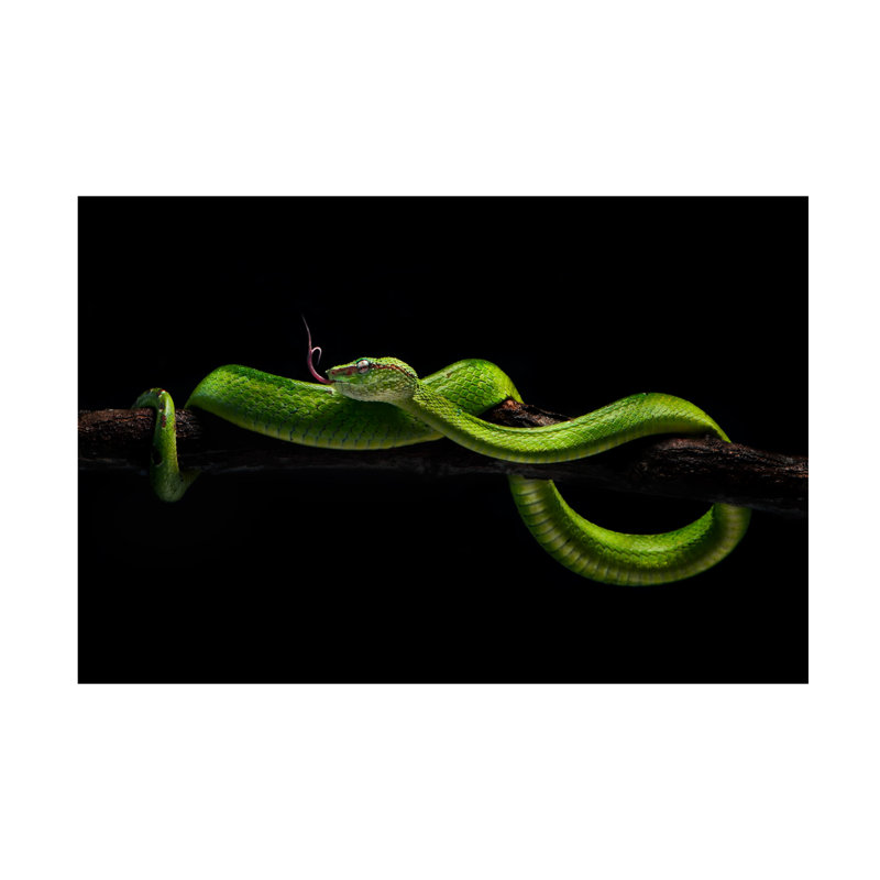 Art sur toile «Bachelor Rooswandy Juniawan Viper One», H 12 po x l 19 po